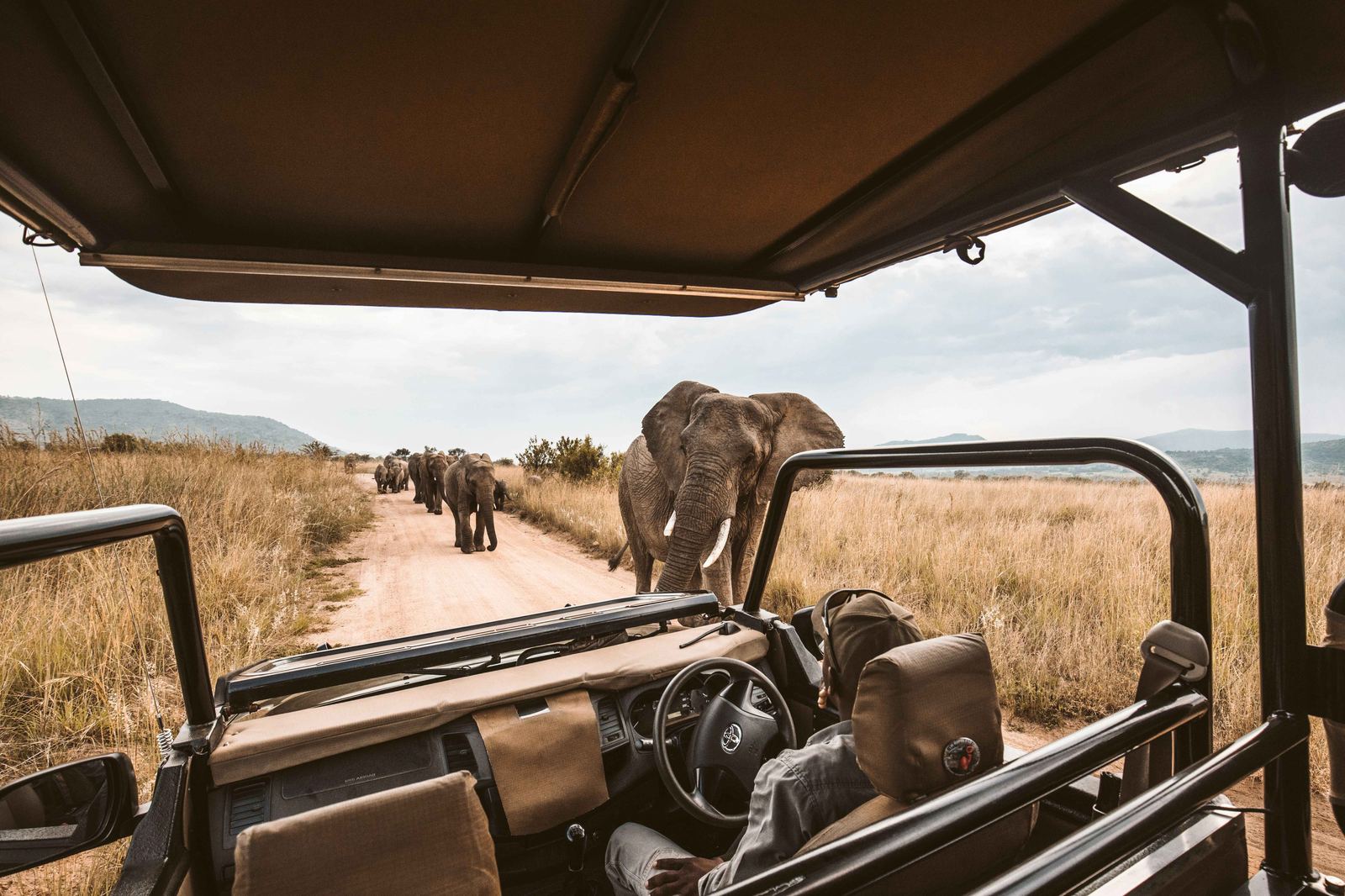 Elephant on safari in Africa